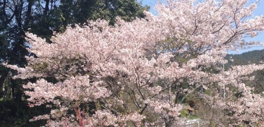 桜
